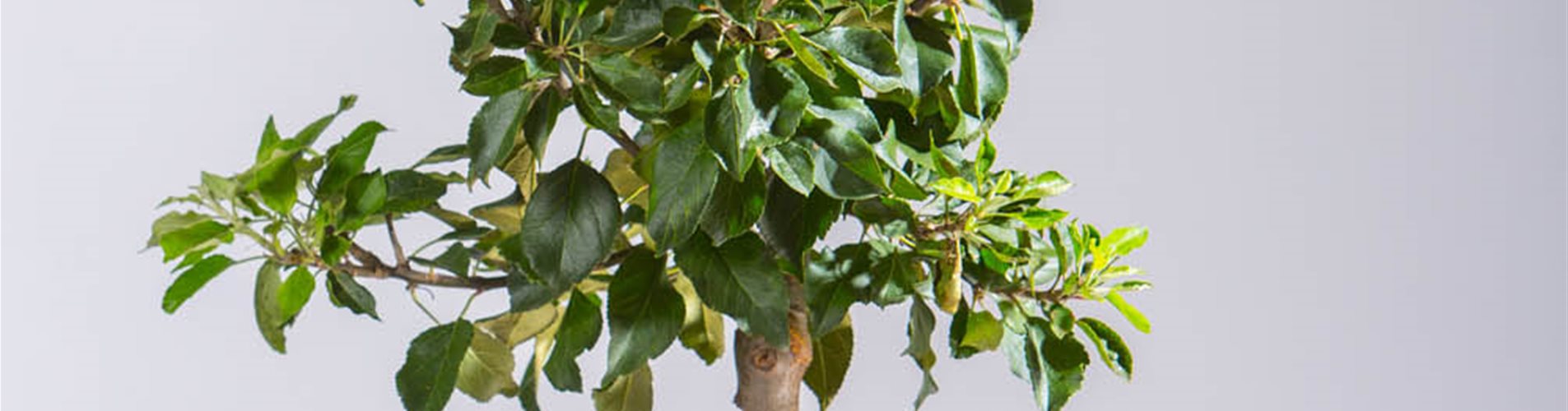 Zwergapfel_Delicado Zwergapfel_Delicado