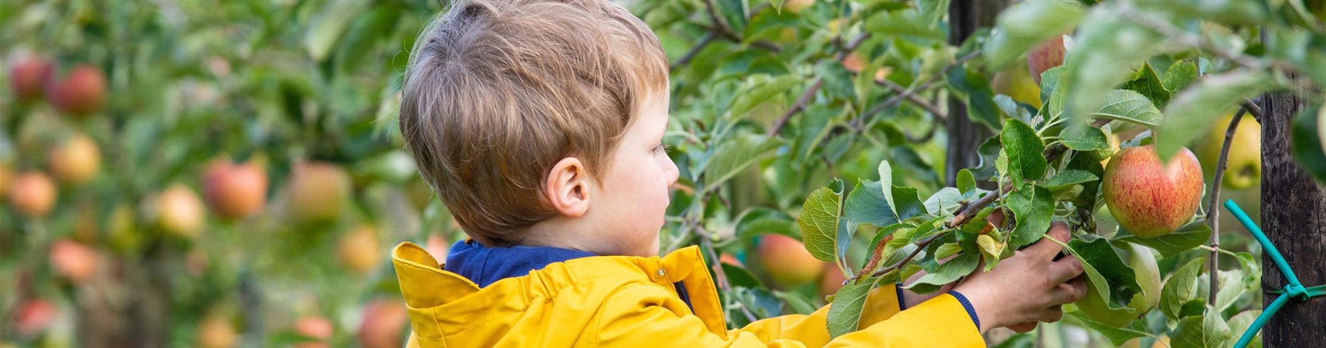 Apfelernte- Kind erntet Äpfel Apfelernte- Kind erntet Äpfel