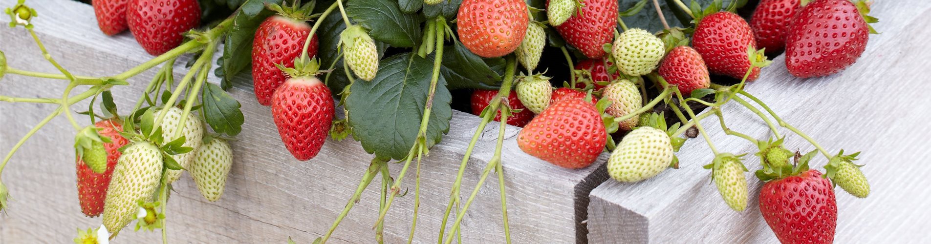 Erdbeere Elan-0-2088-3744-2106 Erdbeere Elan-0-2088-3744-2106