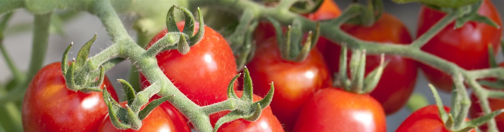 Solanum lycopersicum Romello Solanum lycopersicum Romello