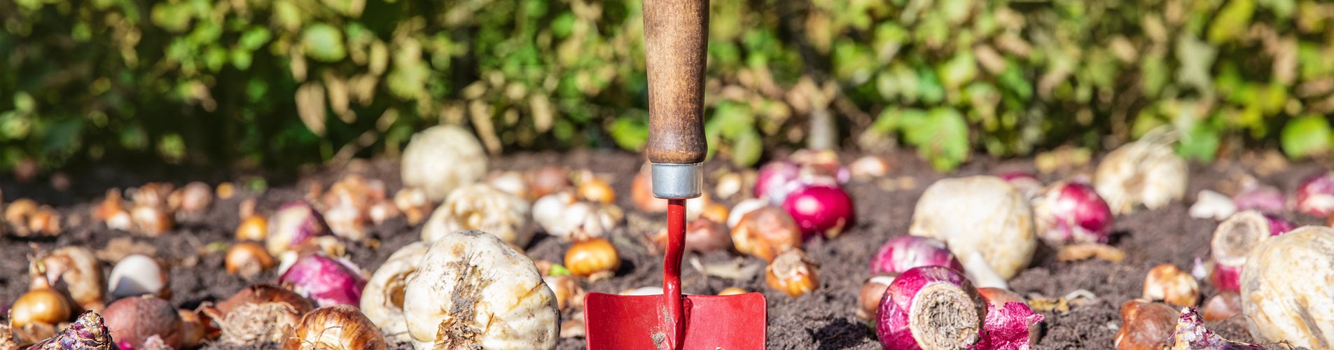 Blumenzwiebeln einpflanzen Blumenzwiebeln einpflanzen
