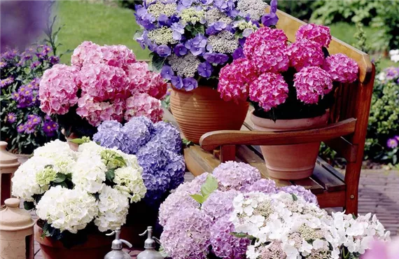 Hortensien in verschiedenen Farben im Garten Hortensien in verschiedenen Farben im Garten