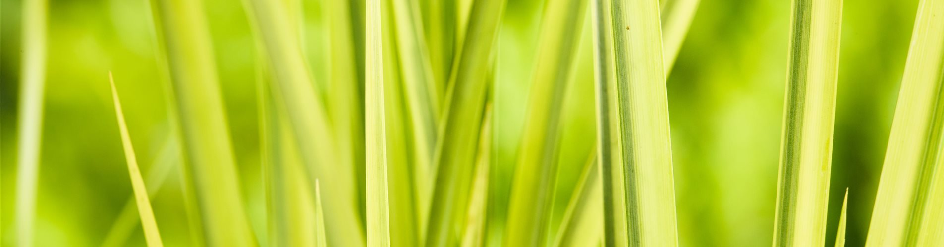 Gräser Mix Gräser Mix