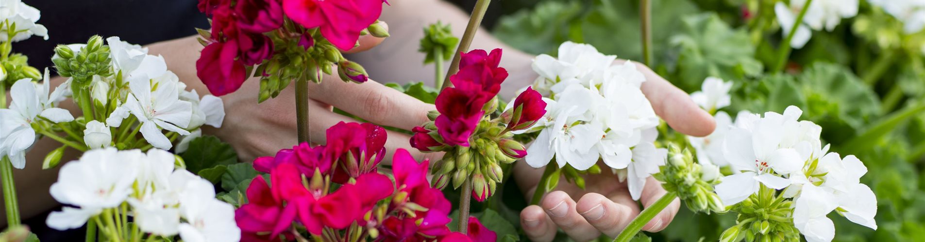 CF006741-0-372-2702-1519 CF006741-0-372-2702-1519