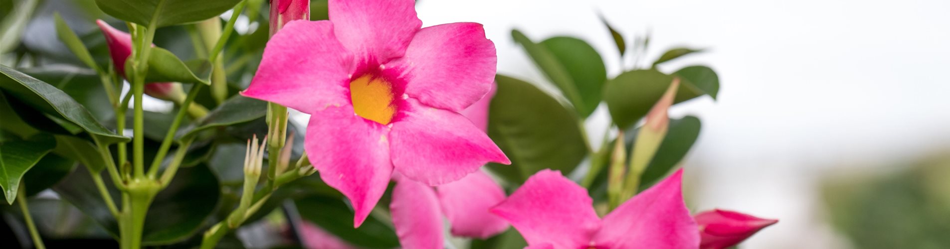 Mandevilla 'Bloom Bells® Pink'(s) Mandevilla 'Bloom Bells® Pink'(s)