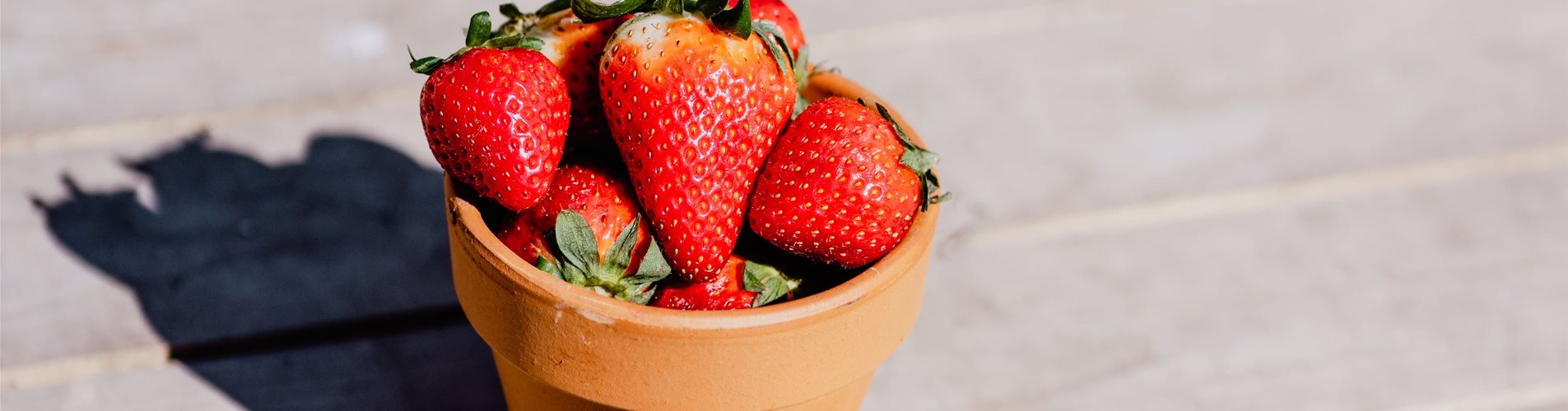 bellaflora-studiosoco-41-0-969-4000-2250