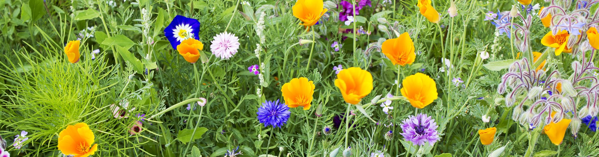 GettyImages-499164681 GettyImages-499164681