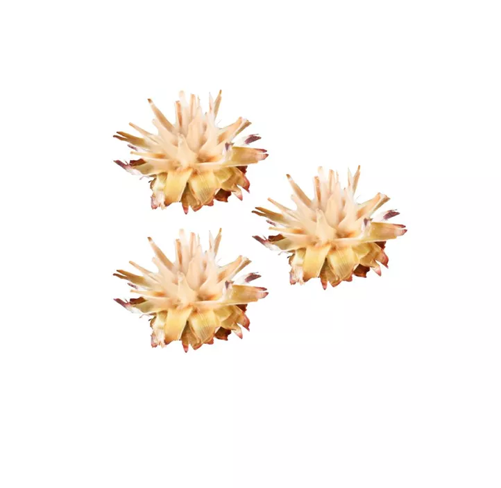 Leucospermum Köpfe 10er Pkg