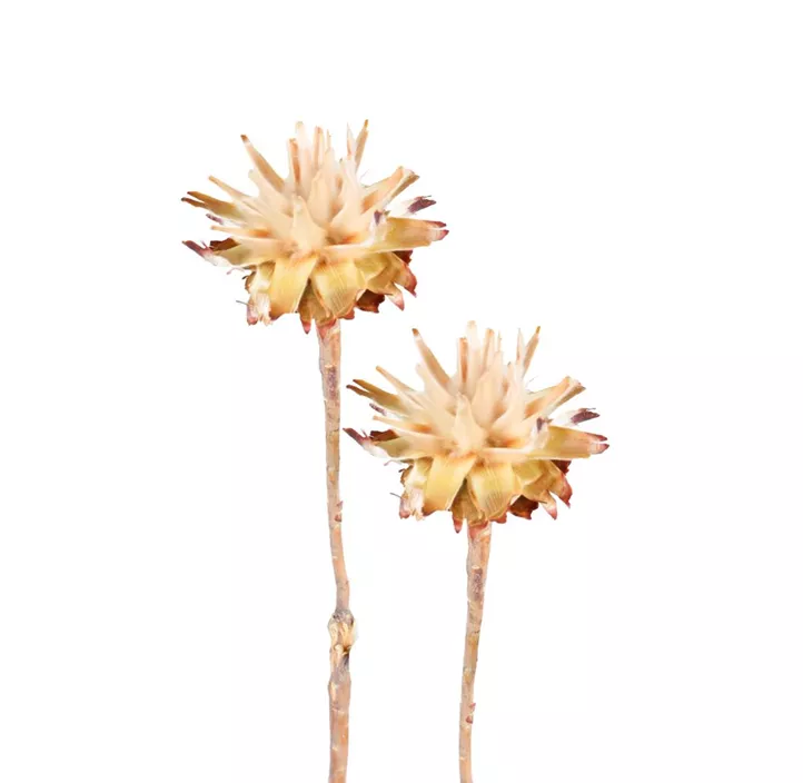 Leucospernum Köpfe Stiel 3er Pkg