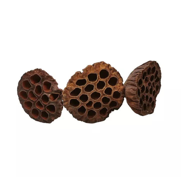 Lotoskolben groß 5er Pkg