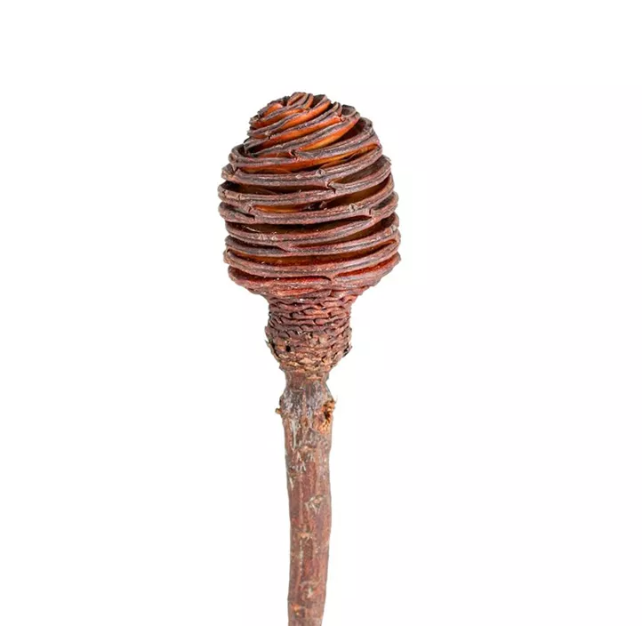 Platyspernum Kopf 3er Pkg