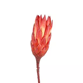 Protea Compacta Extra 3er Pkg