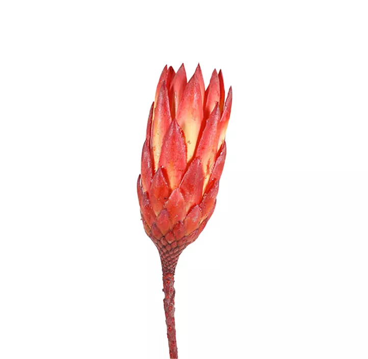 Protea Compacta Extra 3er Pkg