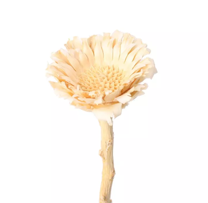 Protea Rosette klein 3er Pkg