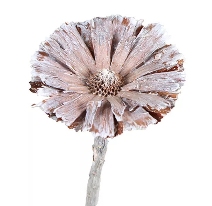 Repens Rosette 3er Pkg.