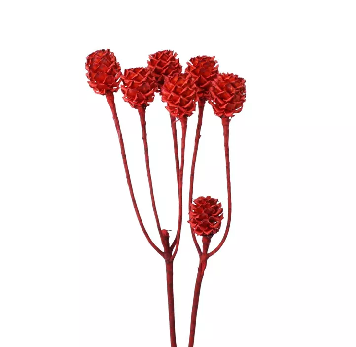 Salignum Zweig 3er Pkg