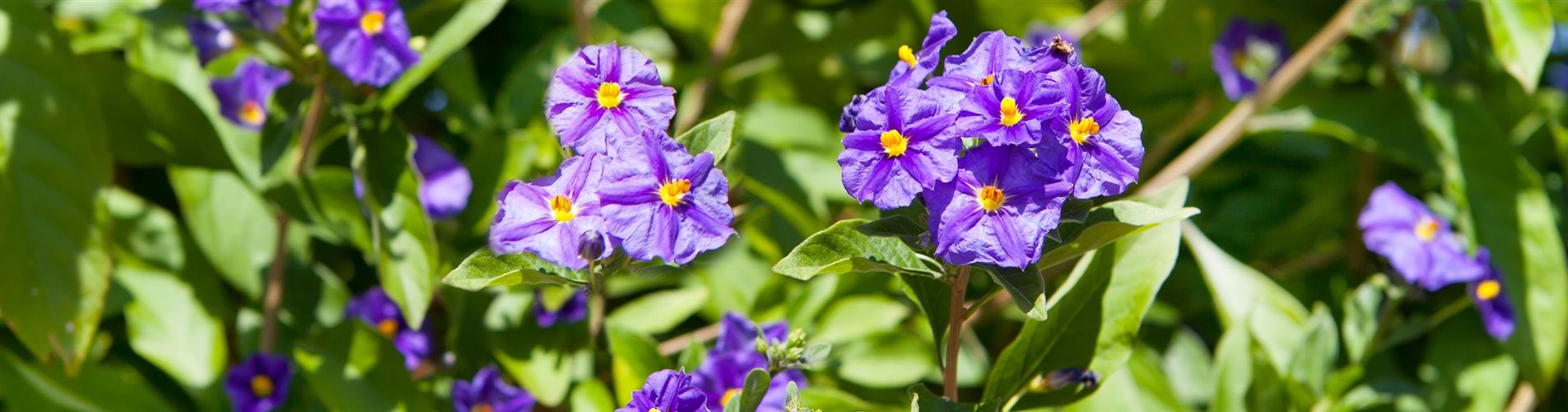 Solanum rantonnetii Solanum rantonnetii