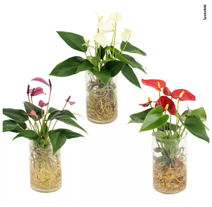 Flamingoblume im Glas Petit (Aqua Roots)