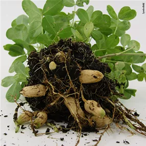 Arachis hypogaea 'Mammouth'