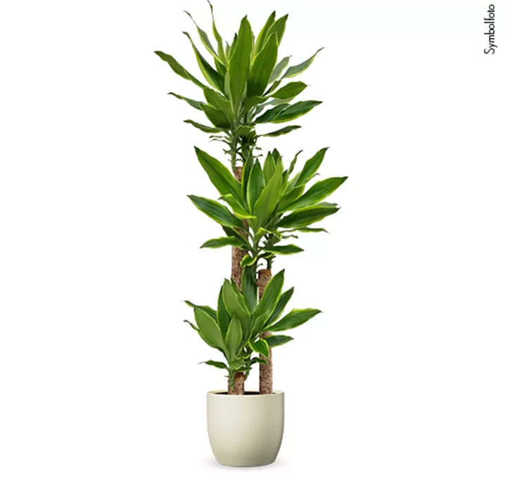 Drachenbaum 'Golden Coast'