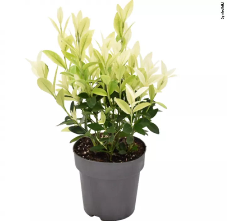 Japanspindel 'Extravaganza'