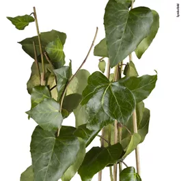 Hedera colchica Sulphur Heart