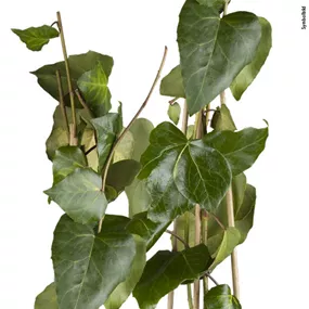 Hedera colchica Sulphur Heart