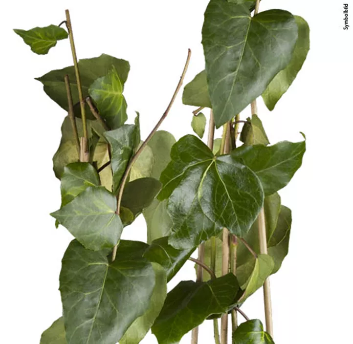 Strauch-Efeu 'Sulphur Heart'