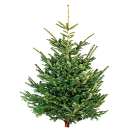 Nordmanntanne, 140-170 cm