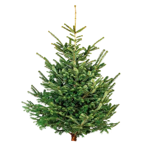 Nordmanntanne, 140-170 cm