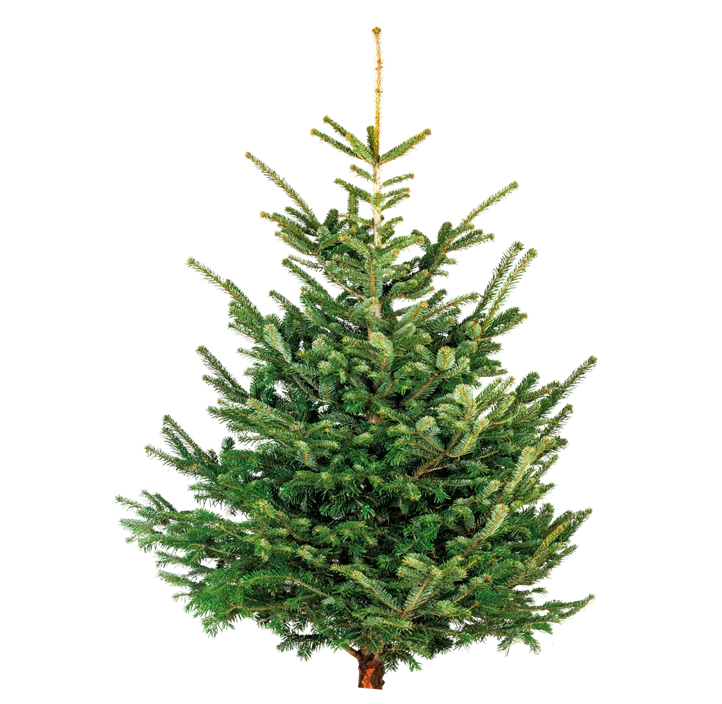 Nordmanntanne, 140-170 cm