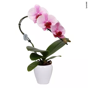 Phalaenopsis Swan Blush in Keramik