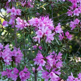 Rhododendron ponticum Graziella