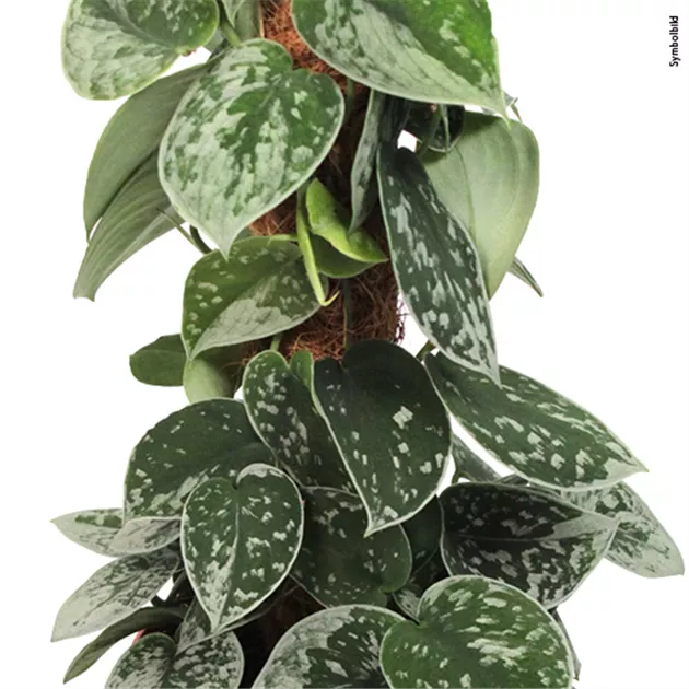 Scindapsus pictus Silvery Ann am Moosstab, Efeutute 'Silvery Ann' -  Bellaflora