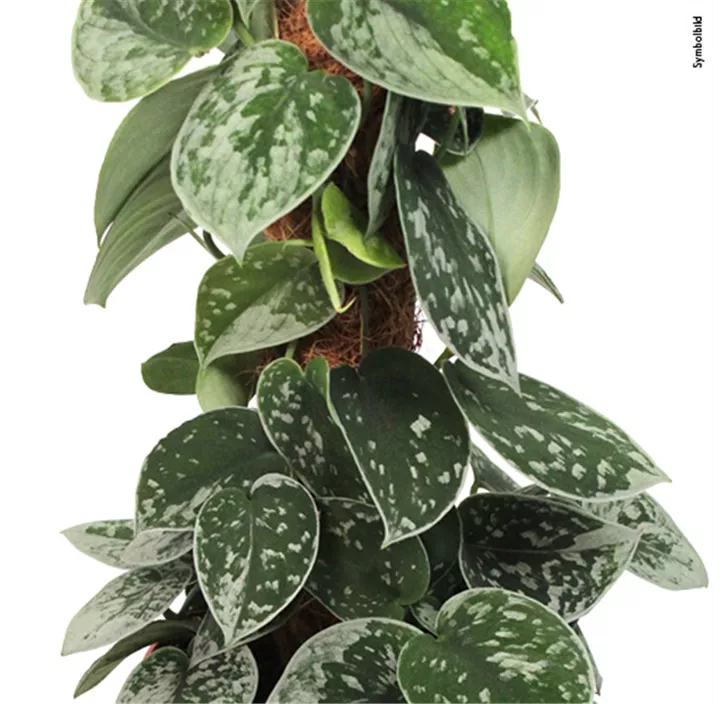 Efeutute 'Silvery Ann'