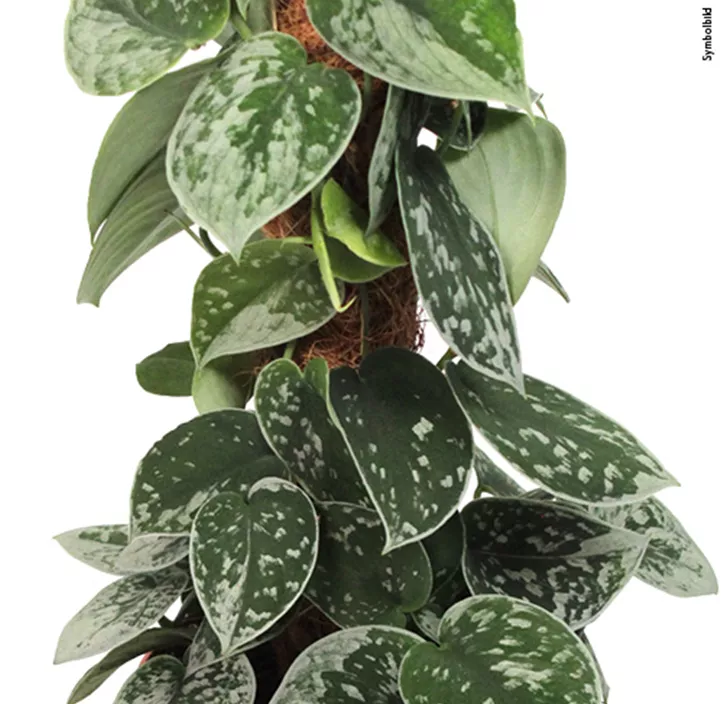 Efeutute Silvery Ann am Moosstab