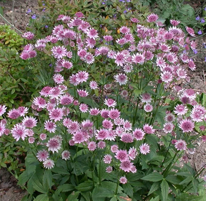 Stauden Schattenfreund