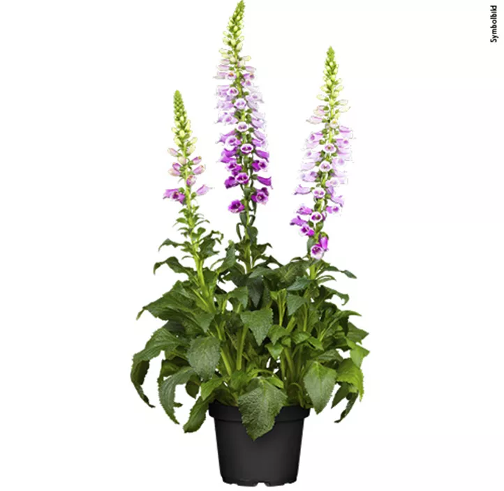 Stauden Schattenfreund