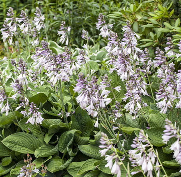 Stauden Schattenfreund