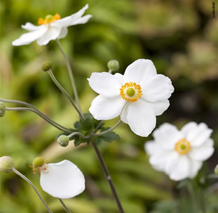 Stauden Schattenfreund