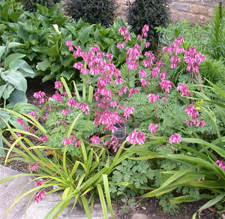 Stauden Schattenfreund