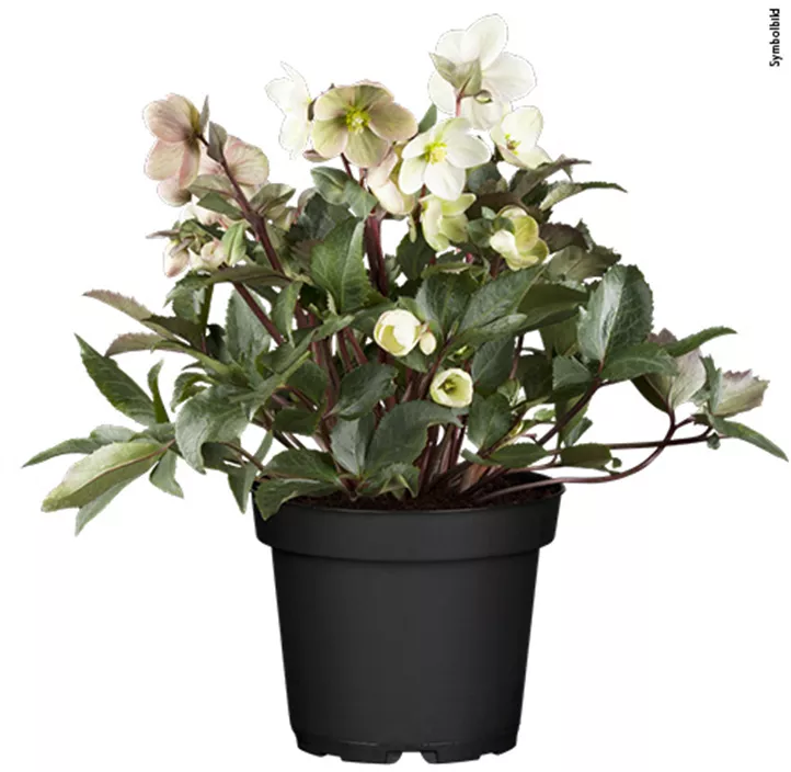 Stauden Schattenfreund