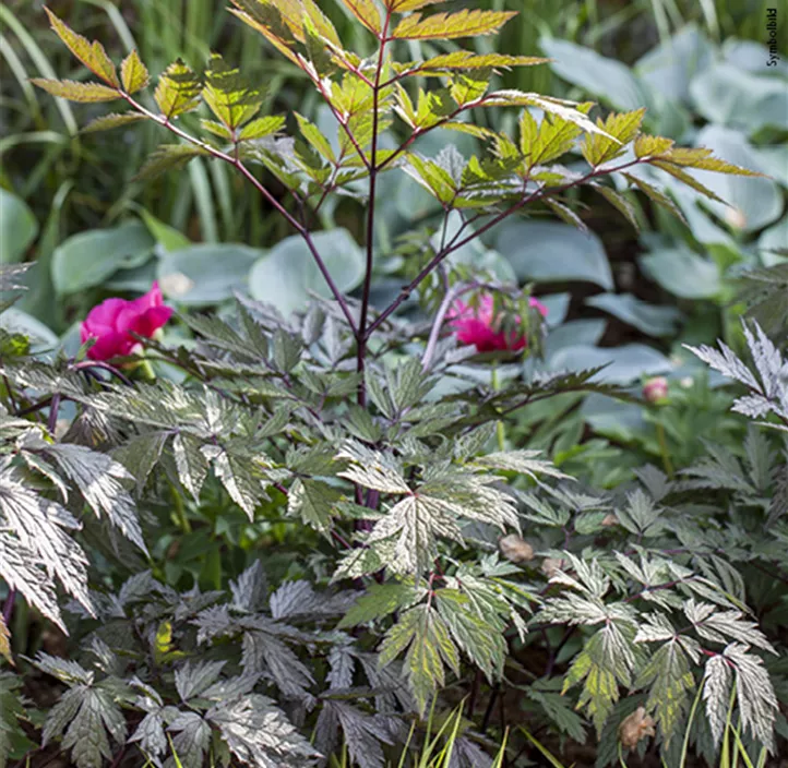 Stauden Schattenfreund