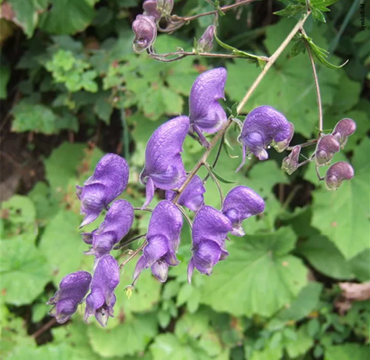 Stauden Schmetterlingsliebling