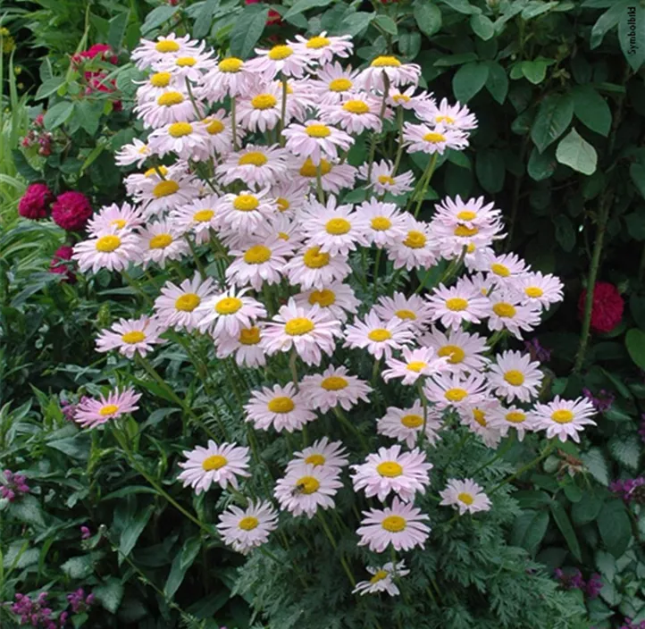 Stauden Schmetterlingsliebling