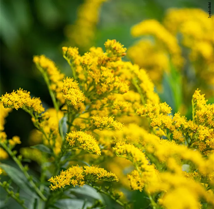 Stauden Schmetterlingsliebling