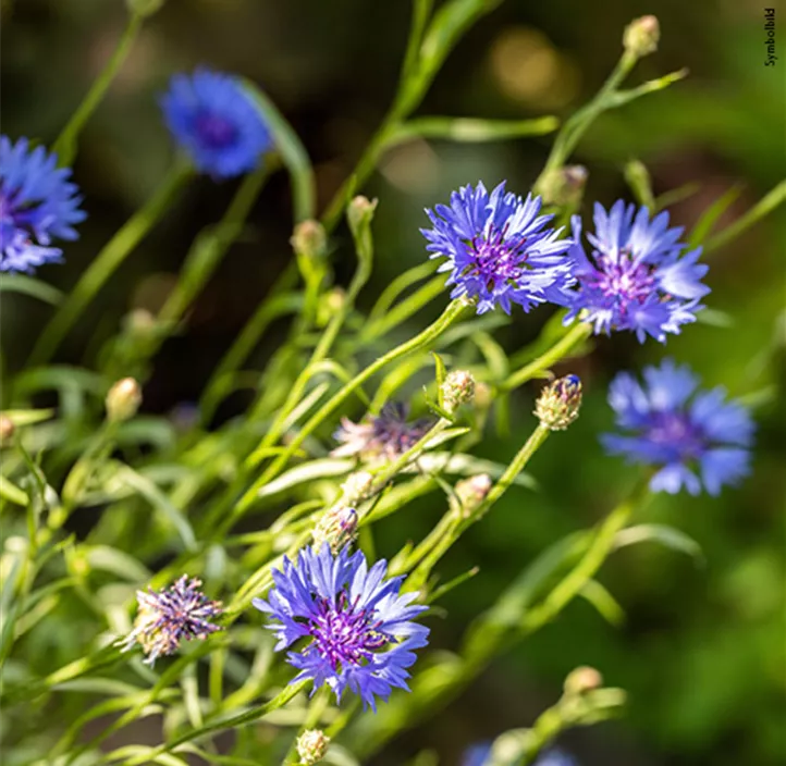 Stauden Schmetterlingsliebling