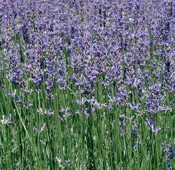 Stauden Schmetterlingsliebling