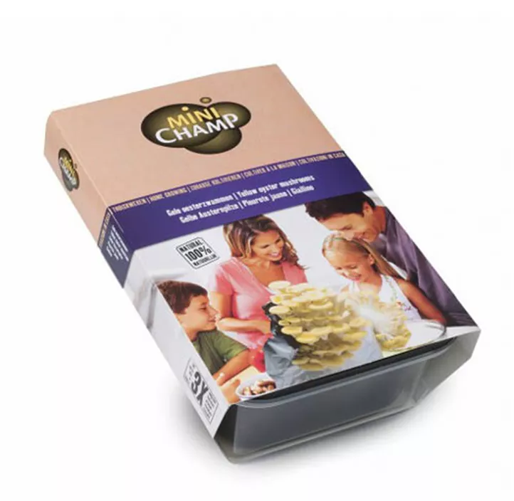 Austernpilze gelb Anzucht-Set