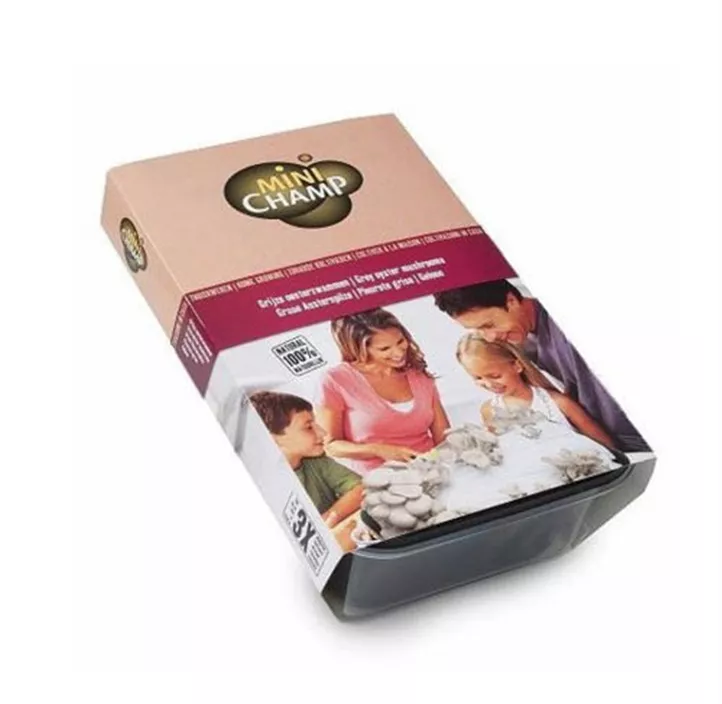 Austernpilze grau Anzucht-Set